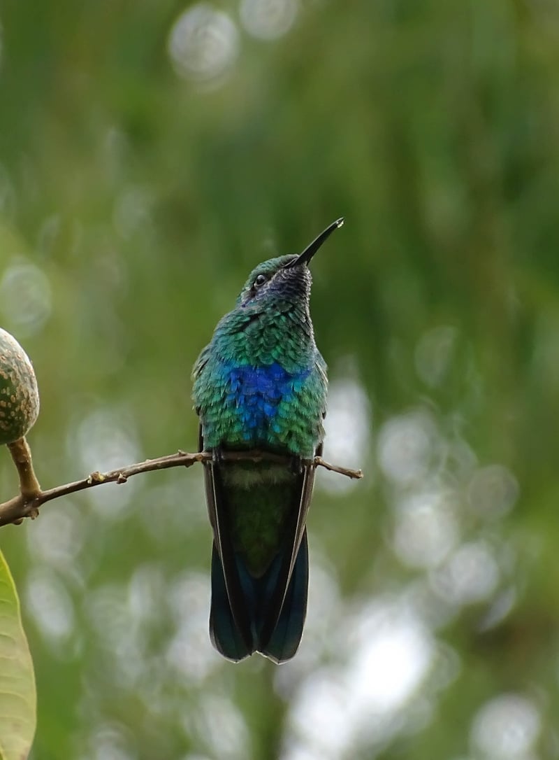 Hummingbird Havens