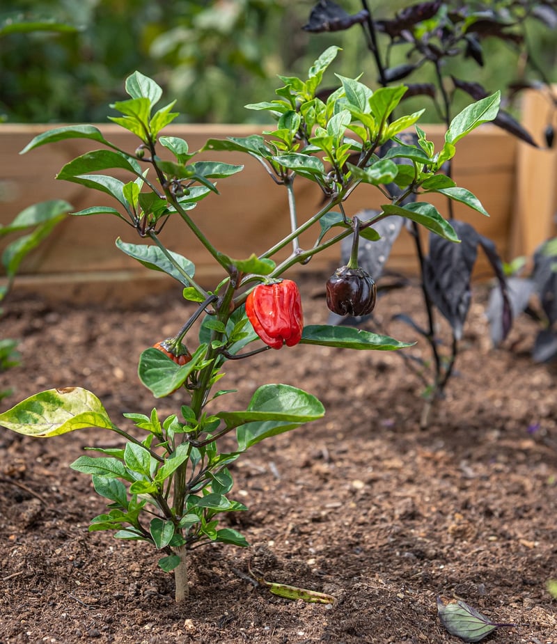 Raised Bed Planting