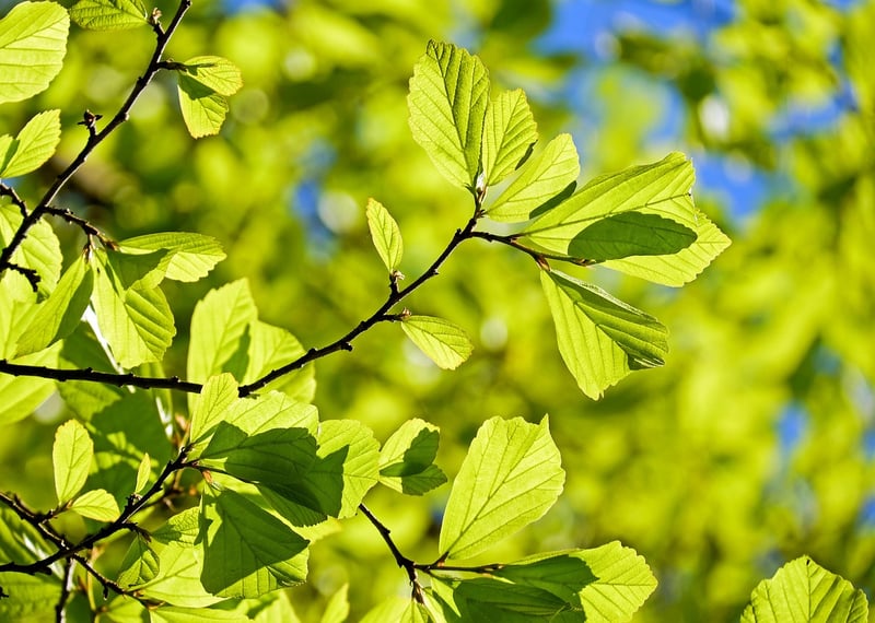 Plants and Soil