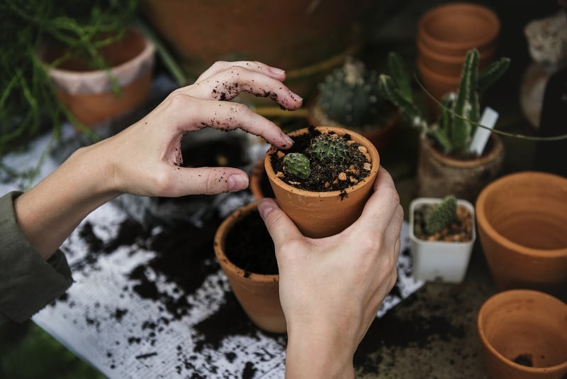 Plants in pots