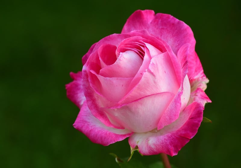 Deadheading Roses